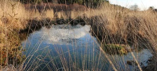 Opération d'entretien de la tourbière de Sérent demain