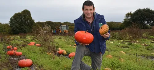 Musquée de Provence, Crown Prince, Rouge vif d'Etampes