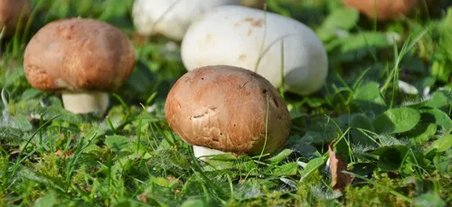 30e édition de "Champignons passion" dimanche à Tréglamus (22)