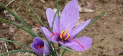 Du safran à Béganne, l'or rouge se cultive au bord de la Vilaine...