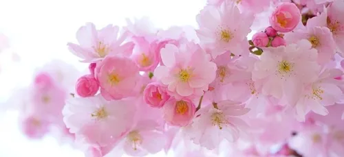 Un lanestérien primé au Japon