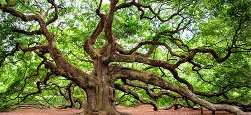 Concours national de l'arbre de l'année
