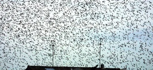 3 jours d'effarouchement à St Nazaire