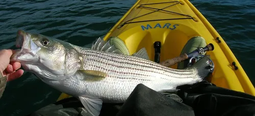 Pêche du bar : retour au no-kill en Manche