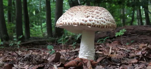 Après un été sec... on a failli les attendre !