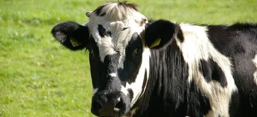 Lorient agglo aide les jeunes agriculteurs