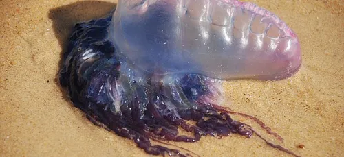 Alerte aux physalies sur les plages Trégorroises