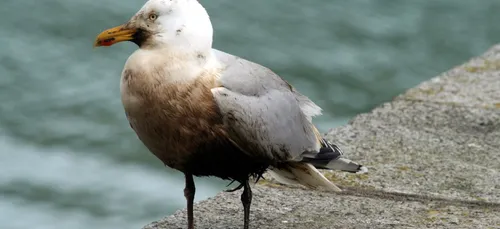 Suspicion de pollution marine sur la côte nord