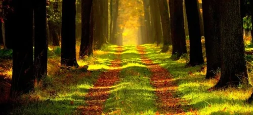 Reboisement au bois de Cosquéric à Ploemeur dans le Morbihan