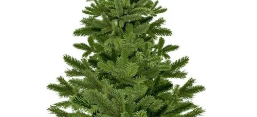 Sapins de Noël avec la société GREENCAP de Scaër