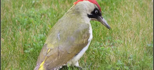 Oiseaux : Les pics et leur langue absolument unique... Encore une...