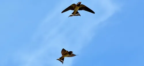 Il faut sauver les oiseaux de nos campagnes !