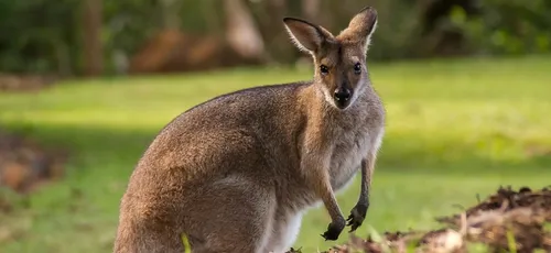 Fin de cavale pour le wallaby fugueur