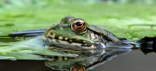 Opération de sauvegarde des amphibiens à Lamballe
