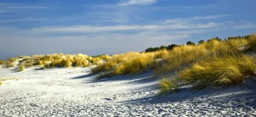Chantier participatif pour la dune du Treustel à Combrit, dans le...