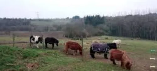 JESSICA PRESENTE LE REFUGE DE PONYTOPIA