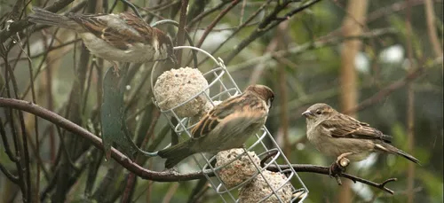 Saviez vous que le moineau domestique est en déclin ? Explications...