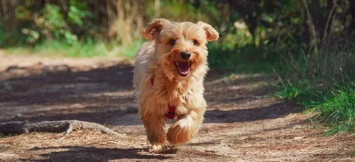 Le Noël des animaux à la SPA d'Inzinzac-Lochrist
