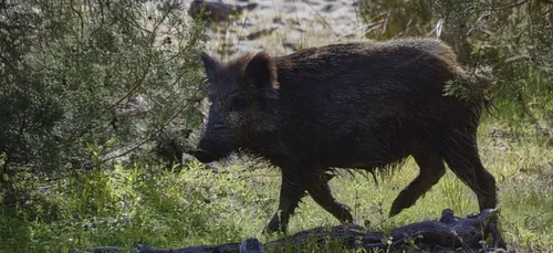 Un sanglier à la maison à Sainte-Marine, dans le sud Finistère