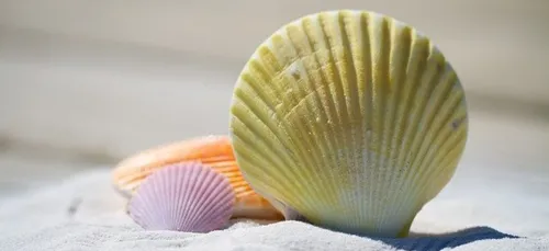 Gisement des Glénan, la campagne de coquilles saint-jacques est...
