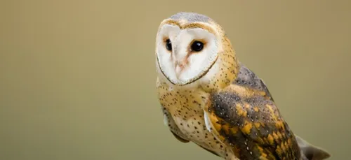 Hibou mari de la chouette ? Comment les différencier ? Les réponses...