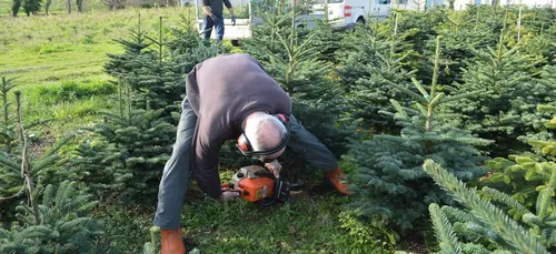 Vous êtes sapin naturel ou artificiel ?