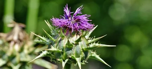 La Lorientaise remet 72 841 € à la ligue contre le cancer