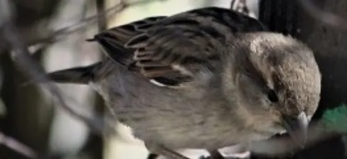 Comment aider nos oiseaux des jardins à passer l'hiver ? Les...