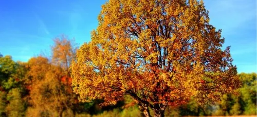Rue Victor Hugo à Concarneau , l'abattage des arbres a commencé