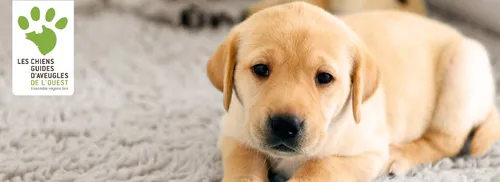 PRESENTATION DE L'ASSOCIATION LES CHIENS GUIDES D'AVEUGLES