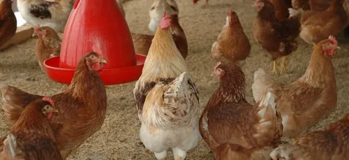 Un recours contre le projet de Poulailler Géant à Langoëlan