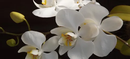 Conseils jardin avec Erven Gicquel : comment bien s'occuper de...