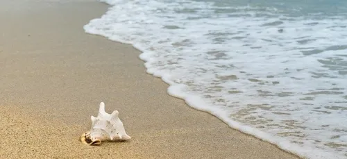Nettoyage pédagogique de la plage de Kerroc'h à Ploemeur ( 56 )