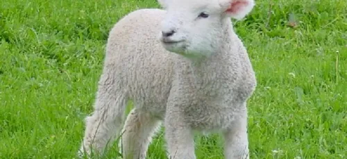 Protéger les moutons... contre le vol !