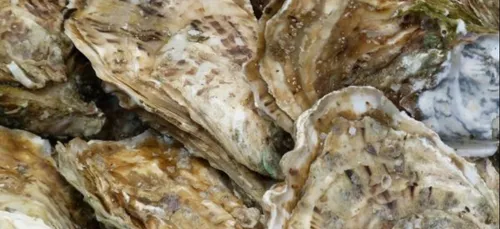 Il est très compliqué de manger des huîtres morbihannaises en ce...