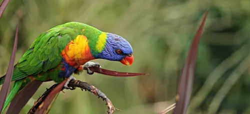 39e Foire aux Oiseaux de Pontivy, dimanche, au Parc Expo