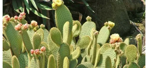 Des Cactus chez vous en Bretagne : comment les bichonner ?