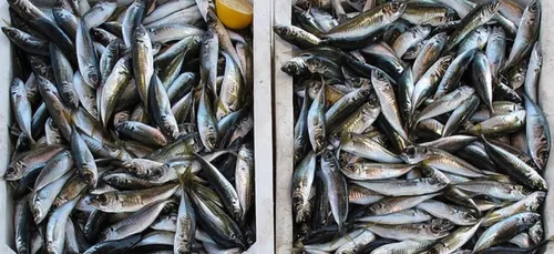 Lorient en tête des ports de pêche en France