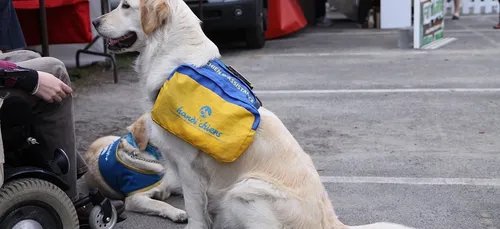 25 futurs chiens d'assistance en formation à Handi'chiens Bretagne