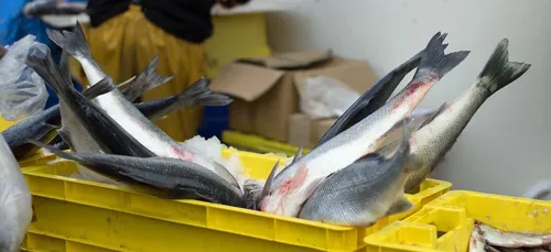 Criées des Côtes d'Armor : légère baisse, mais bon bilan