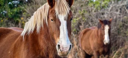 Concours départemental du cheval de trait à Saint-évarzec ( 29 )