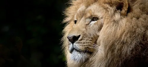 Soirée de bienfaisance avec l'ONG Rewild pour le zoo de Pont-Scorff