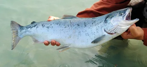 Des pêcheurs vent-debout contre un projet de micro-centrale sur le...