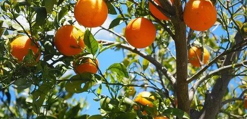 Des oranges bien mûres dans le Sud Finistère.