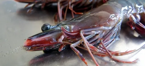 Une crevette Japonaise dans les filets d'un pécheur de Concarneau.