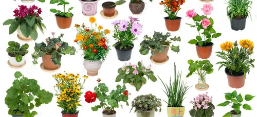 Bien entretenir vos plantes d'intérieur : les précieux conseils...