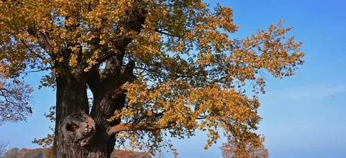 A Guidel ( 56 ), le chêne de Kerprat va devoir être abattu