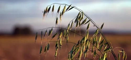 Projet d'extension pour " Brin d'avoine " à Quimper ( 29 )