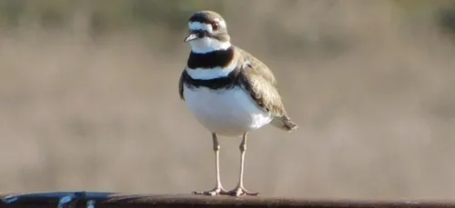 De mars à septembre les travaux sur le cordon dunaire de Gâvres...