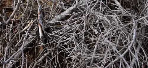 Nouvelle opération gratuite de broyage à Guidel